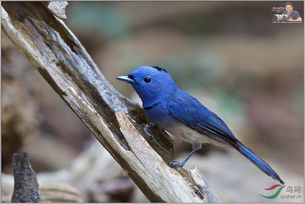 Black-Naped Monarch (Male)