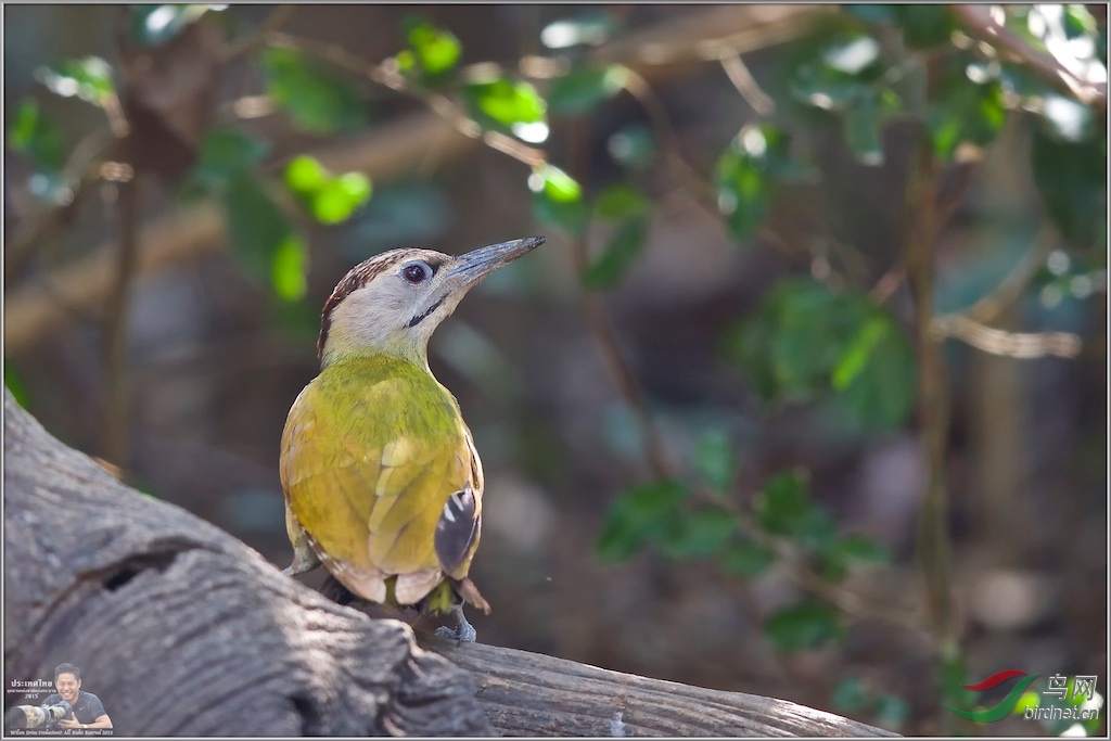Grey-Headed Woodpecker