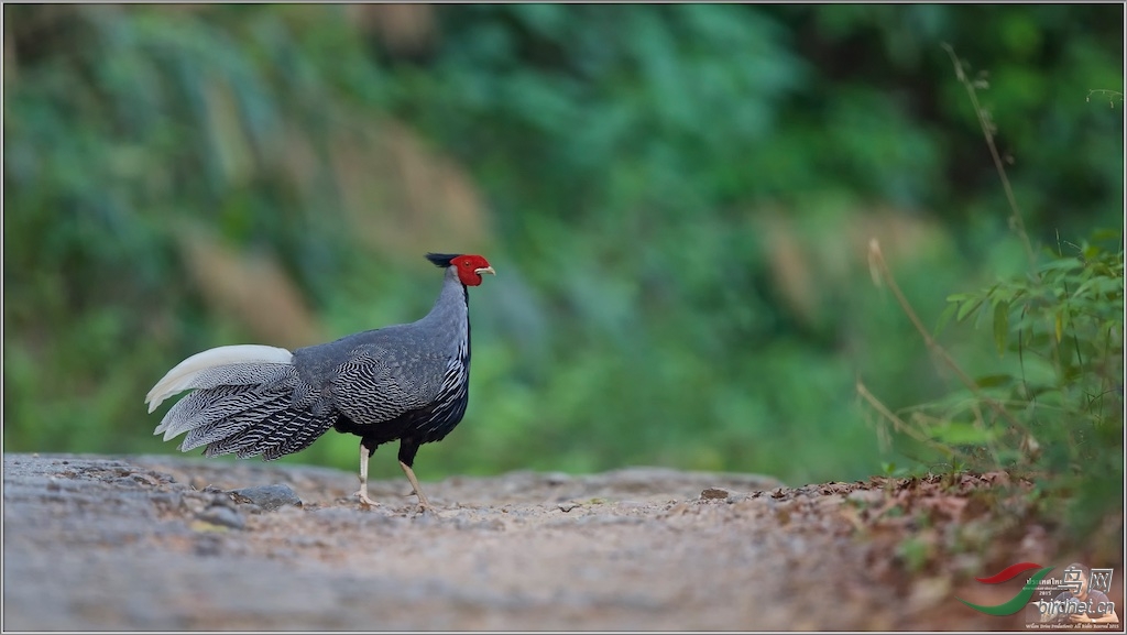 Kalij's Pheasant