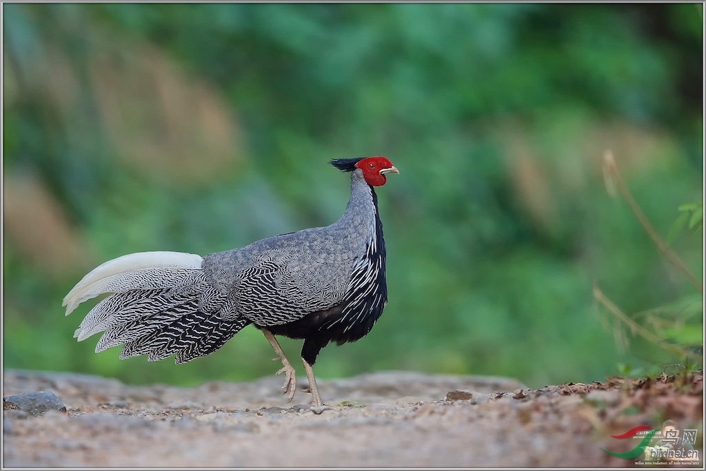 Kalij's Pheasant