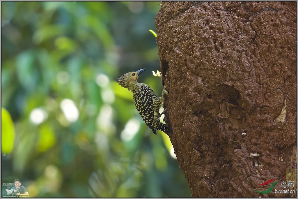 Buff-Rumped Woodpecker