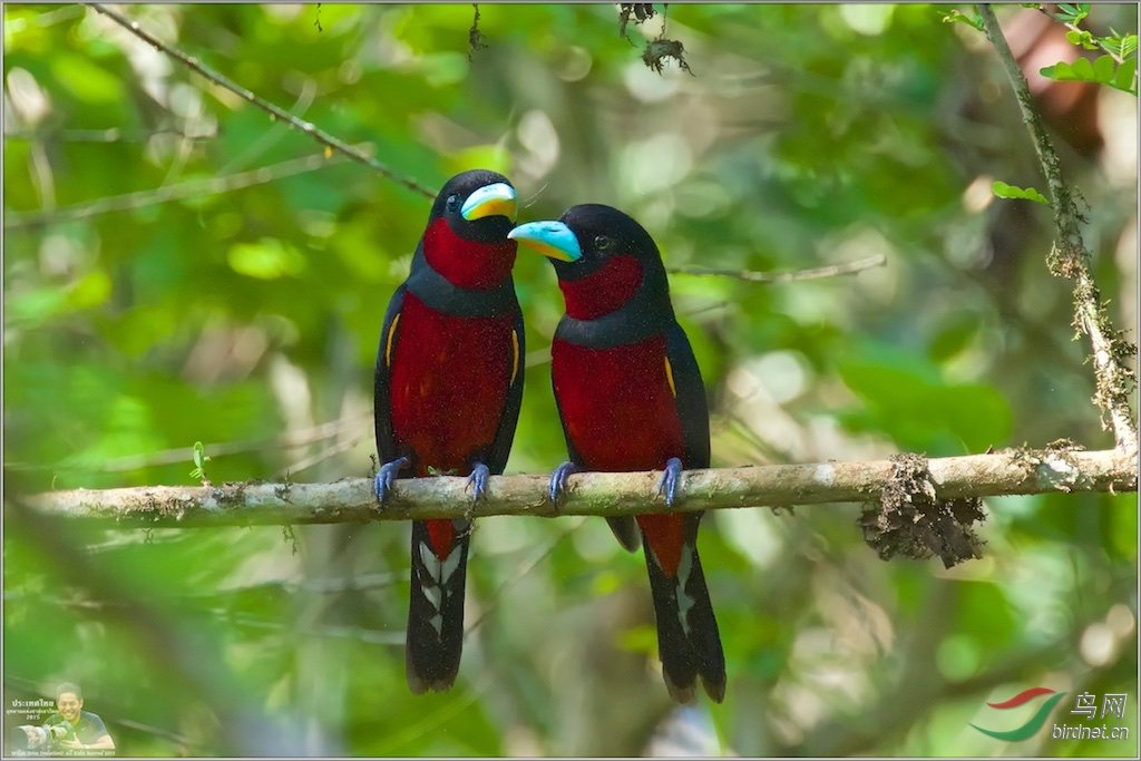 Black & Red Broadbill