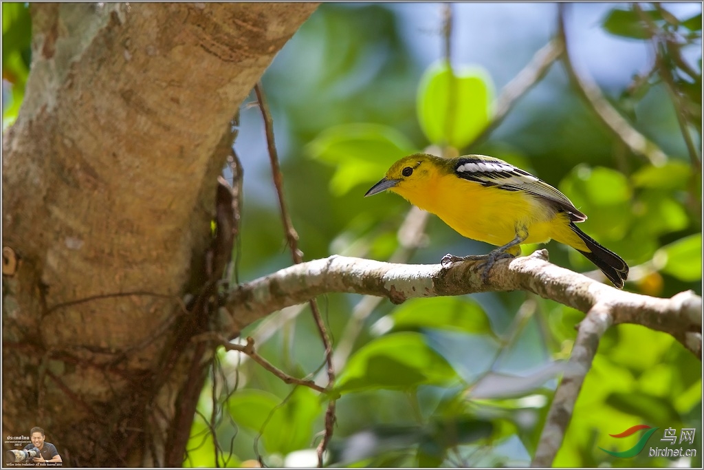 Common Iora