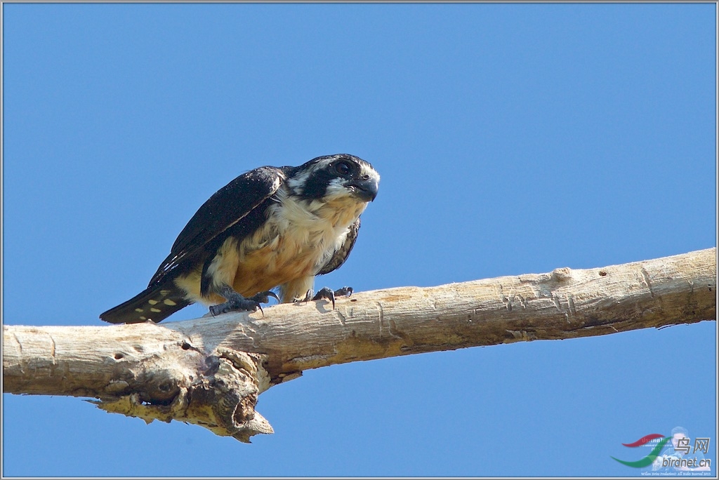 Black-Thighed Falconet