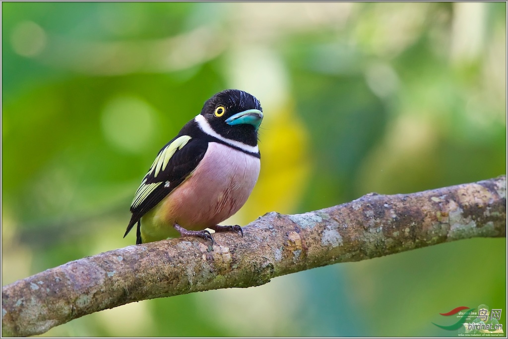 Black & Yellow Broadbill