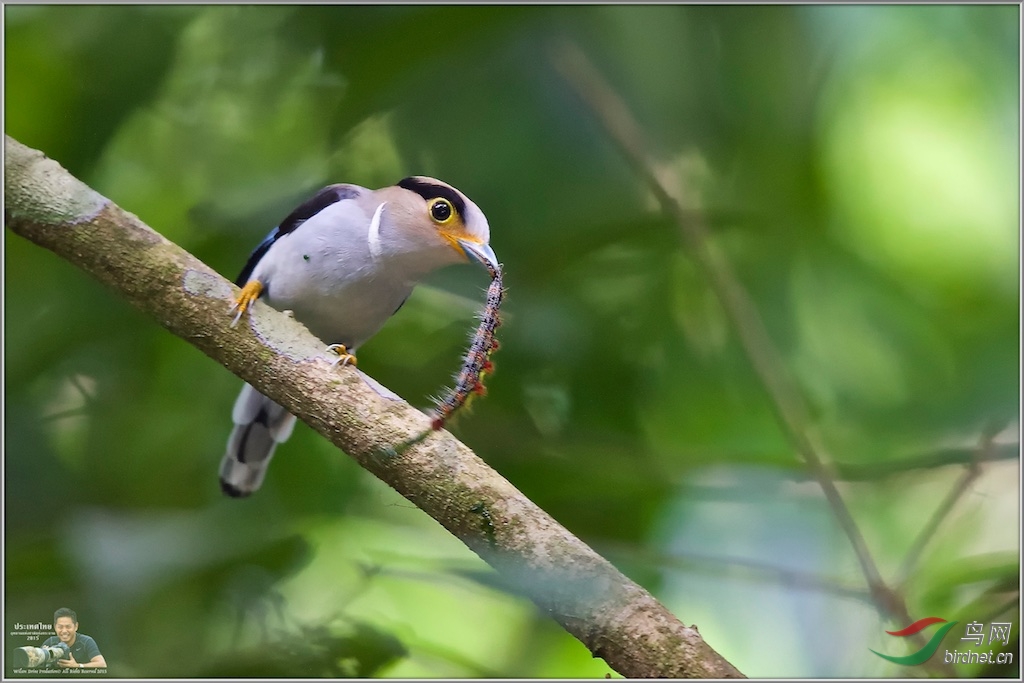 Silver-Breasted Broadbill
