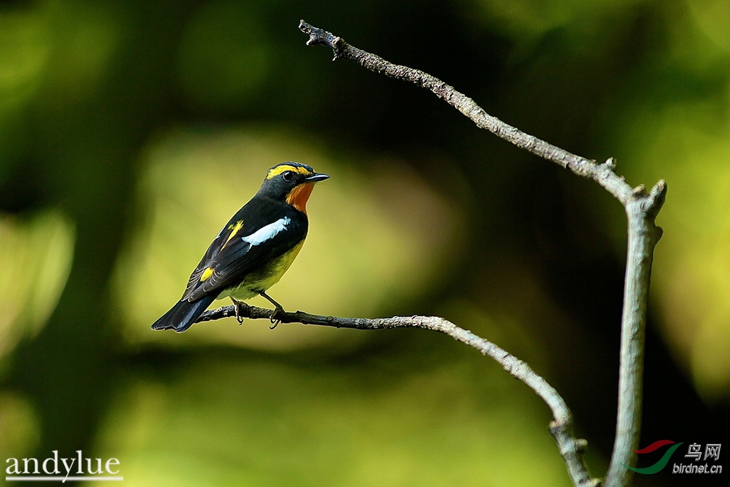 黄眉黄鶲fnarcissina