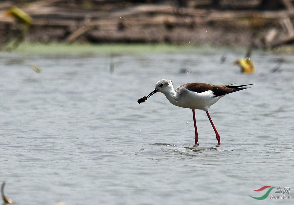 龍感湖溼地水鳥