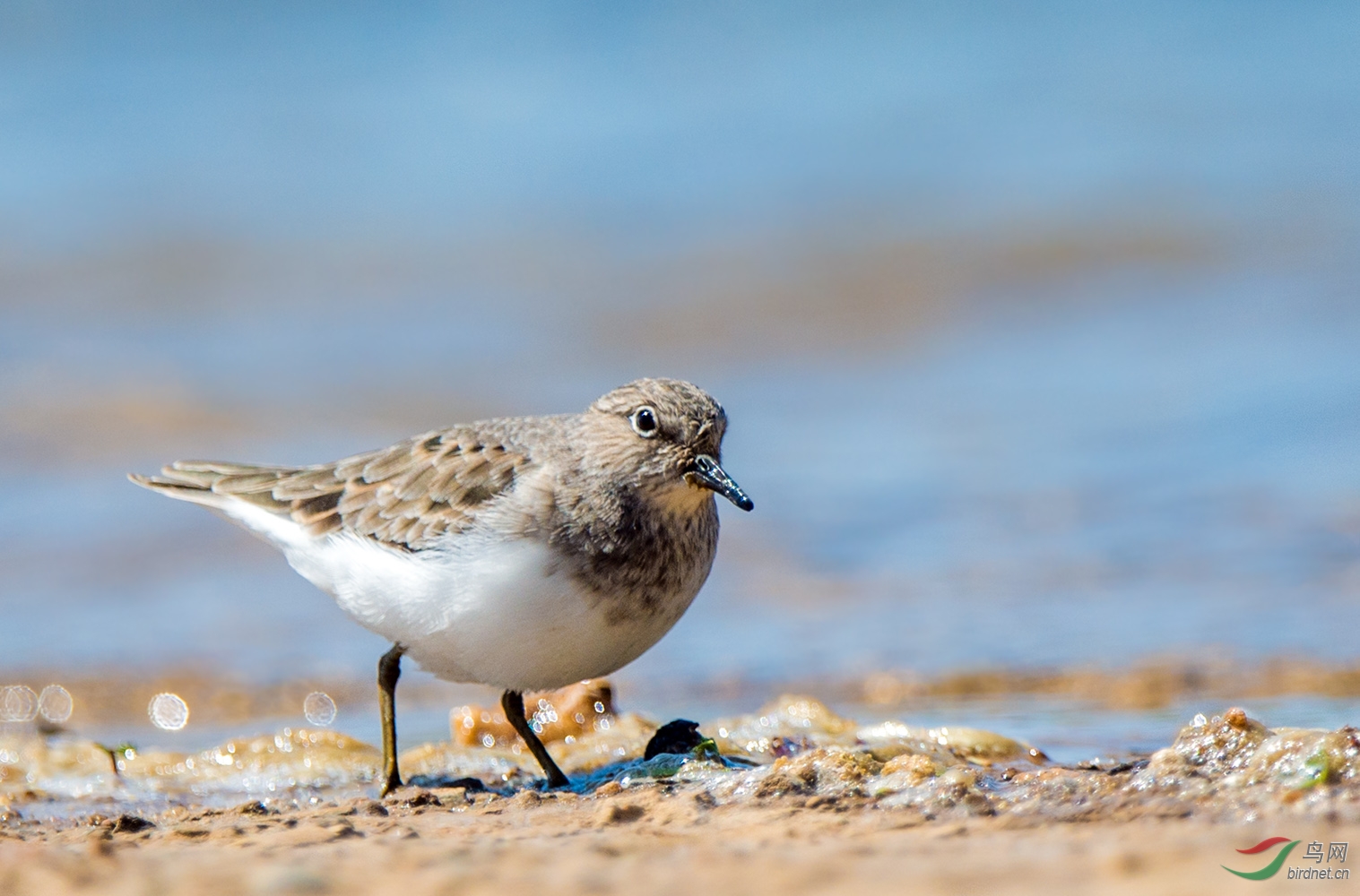 莲石湖的青脚滨鹬