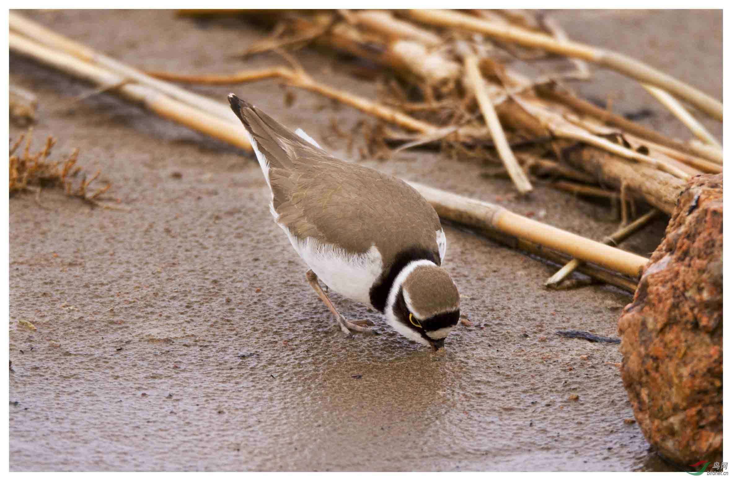 伸舌头的金眶鸻