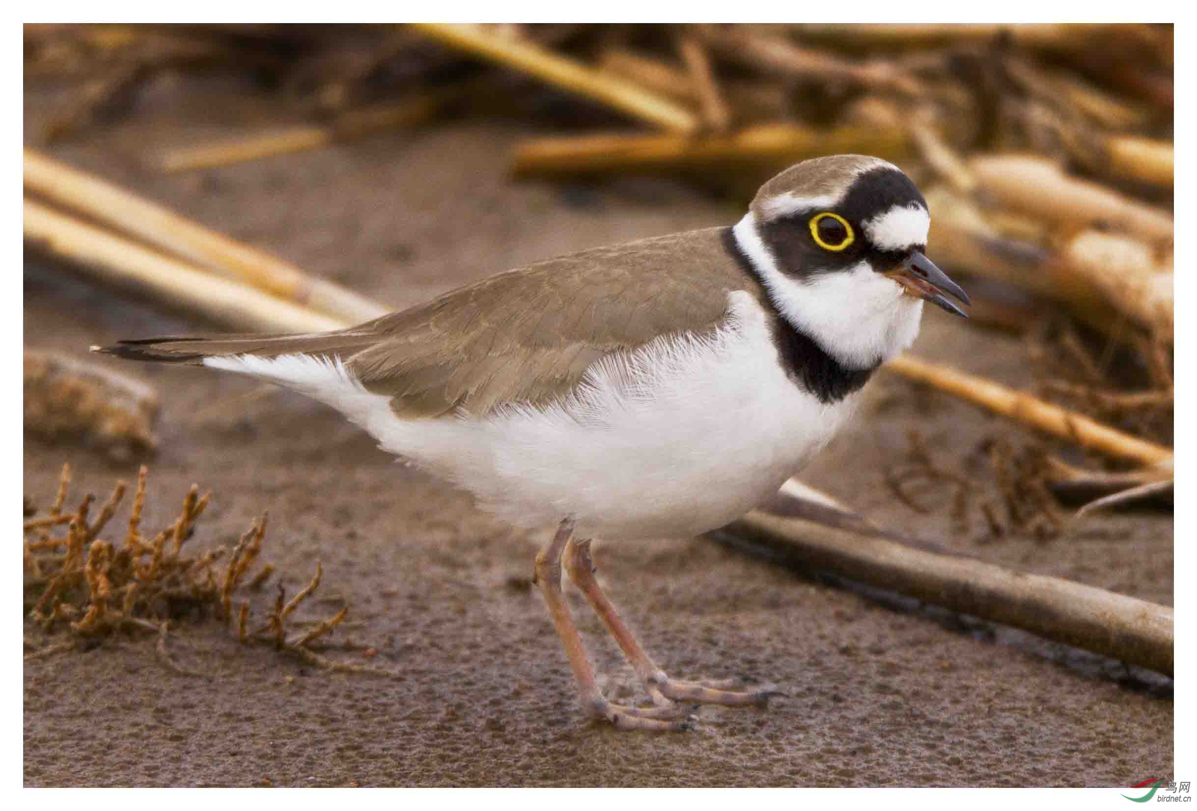 伸舌头的金眶鸻