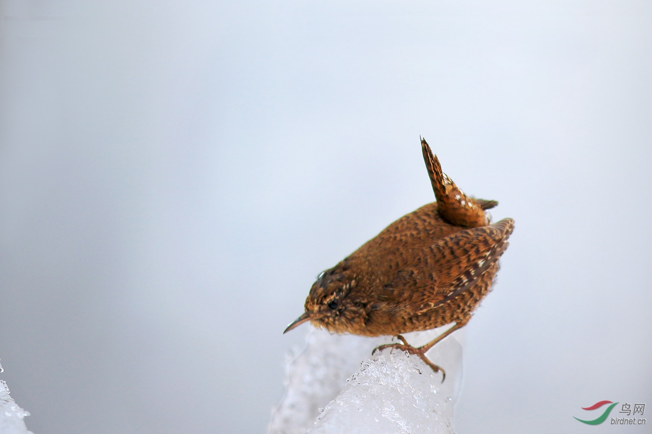 冰雪鹪鹩