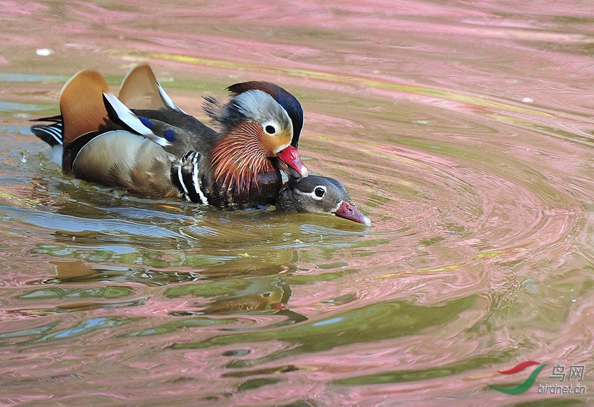 鸳鸯 交配