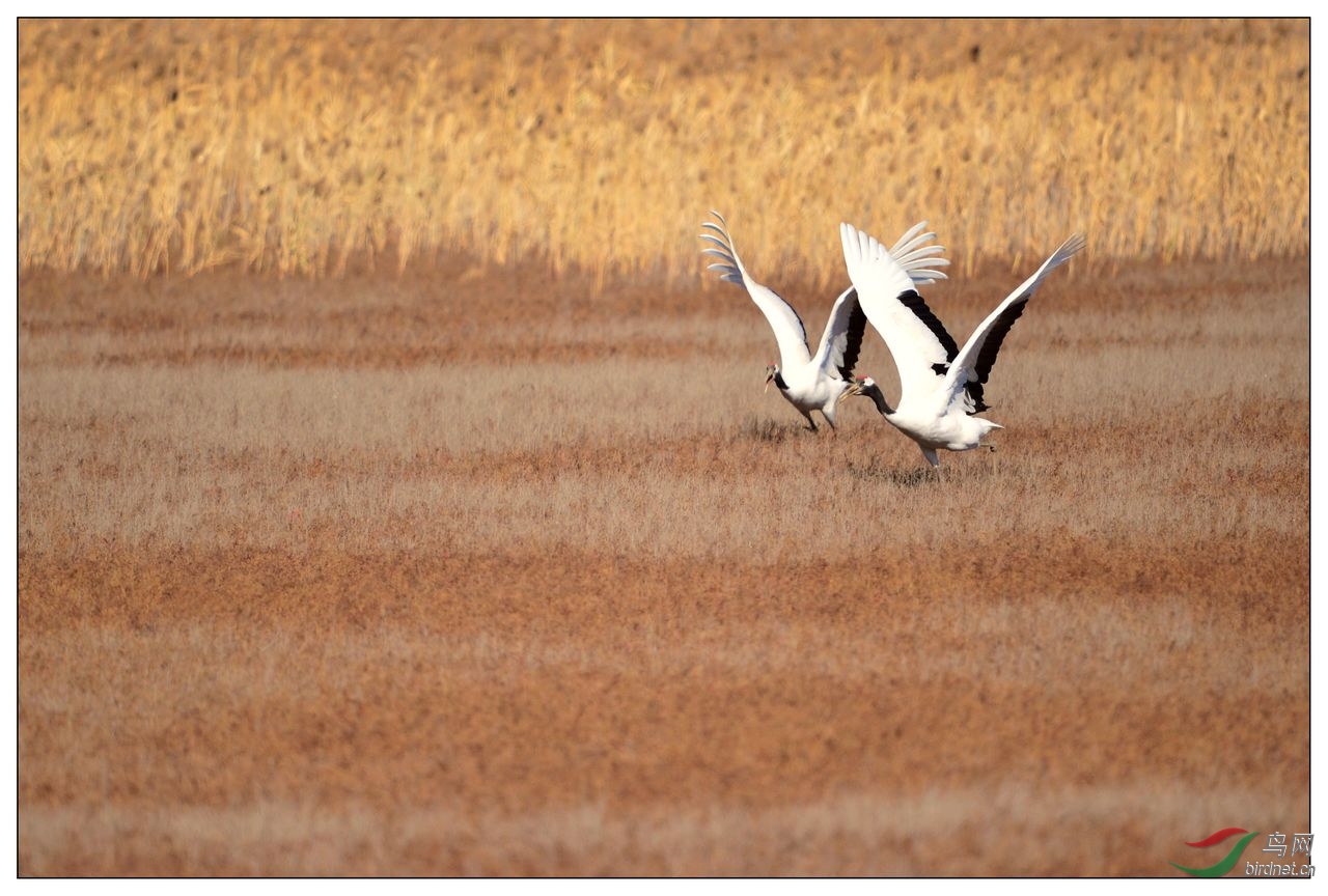 【视觉日记】一对丹顶鹤并肩前进