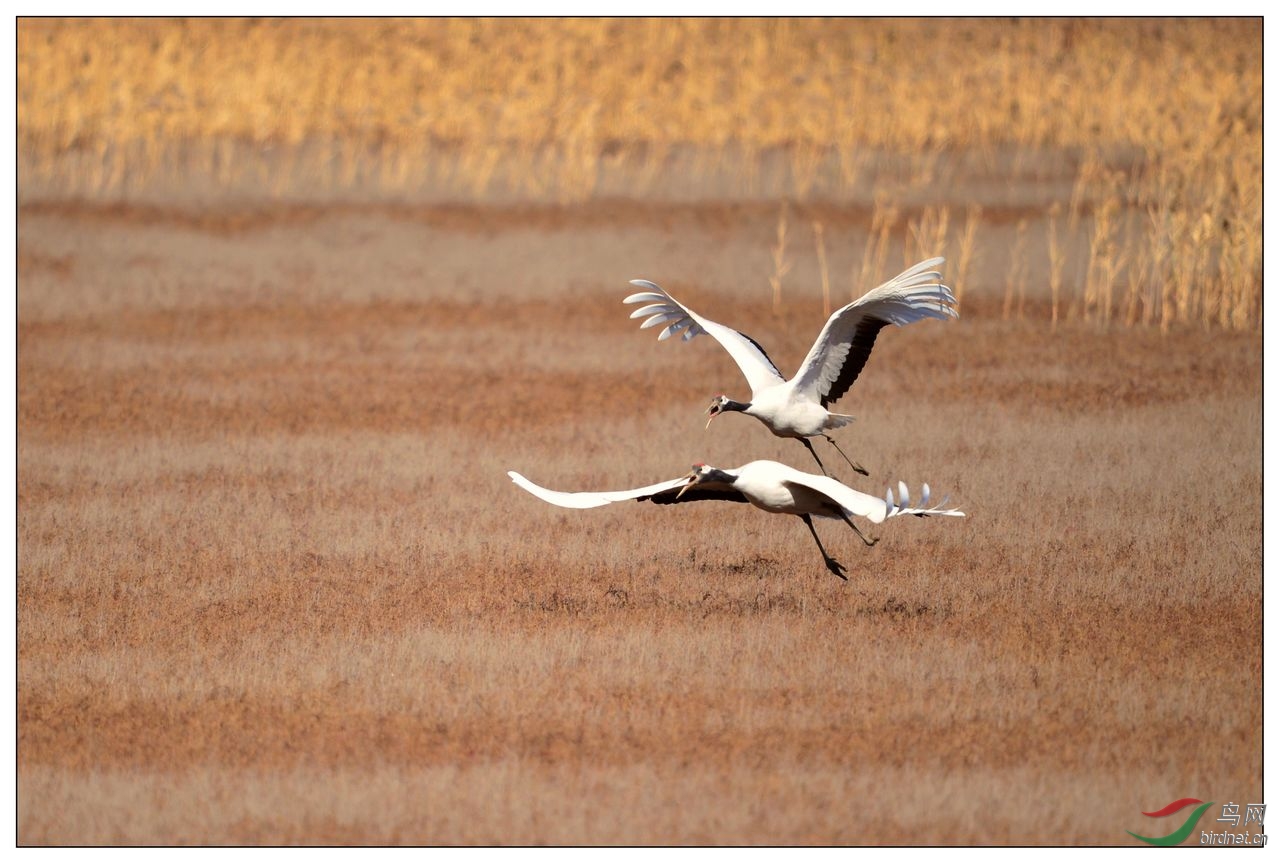 【视觉日记】一对丹顶鹤并肩前进