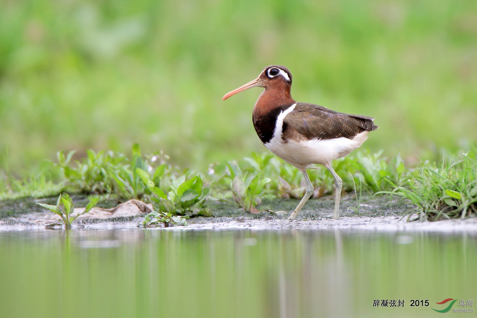 彩鹬-----梦里寻它千百度