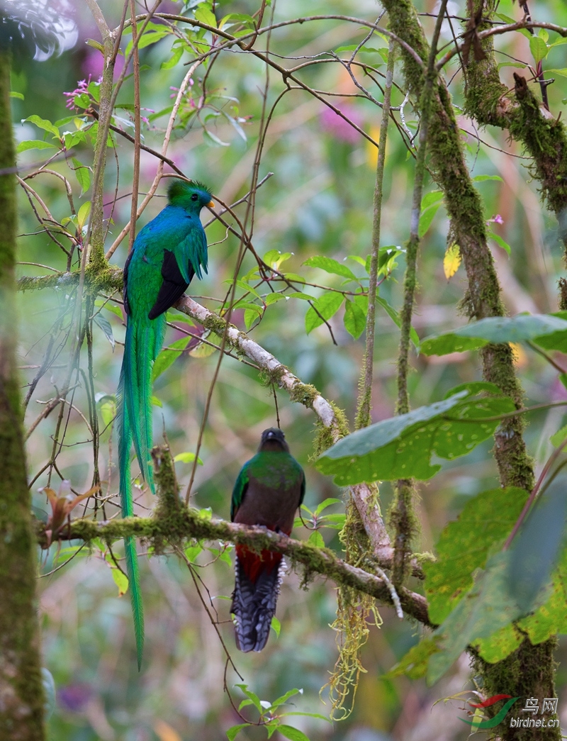 我和美丽有个约会---凤头绿咬鹃