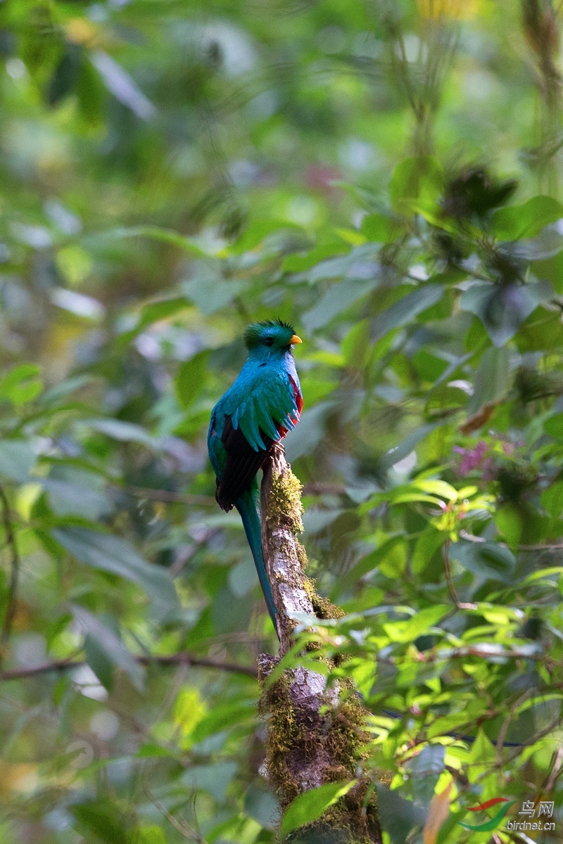 我和美丽有个约会---凤头绿咬鹃