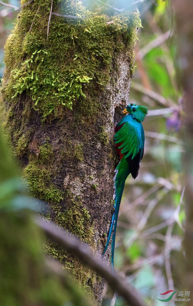 我和美丽有个约会---凤头绿咬鹃