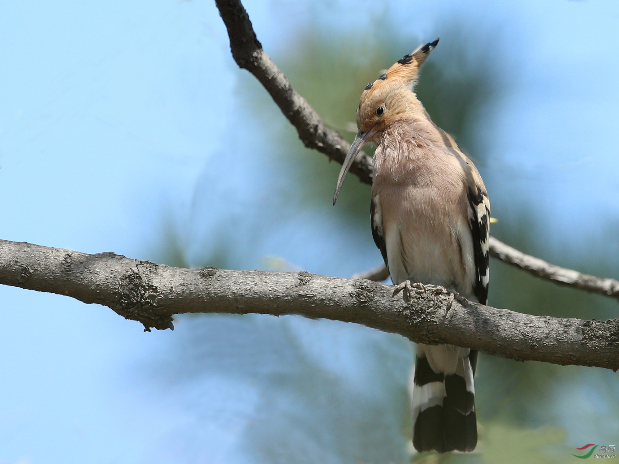 伤心的戴胜,是谁伤害了我的伴侣--南植