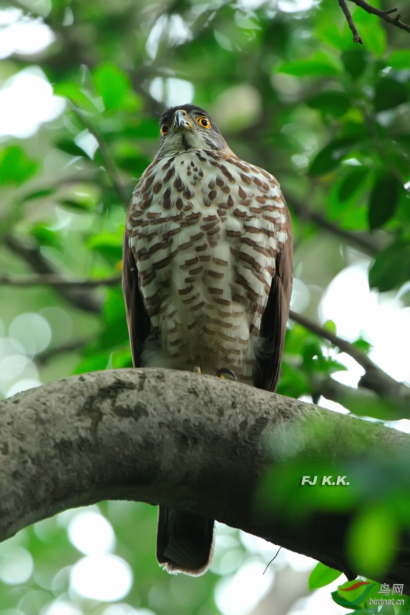 凤头鹰 - 广东版 guangdong 鸟网