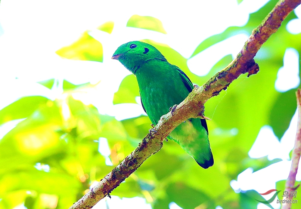 常见翠绿色的鸟图片