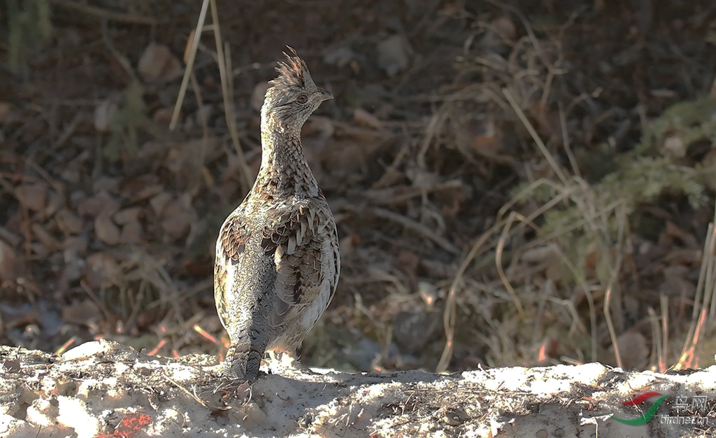 加拿大拍的,ruffed grouse.