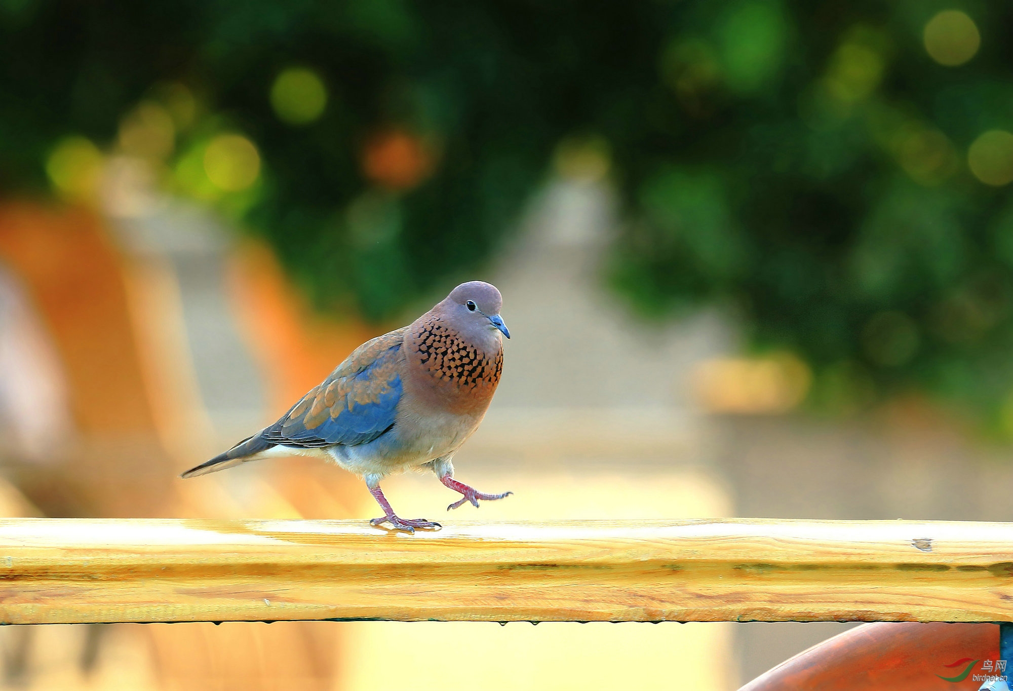 栏杆上起舞的棕斑鸠