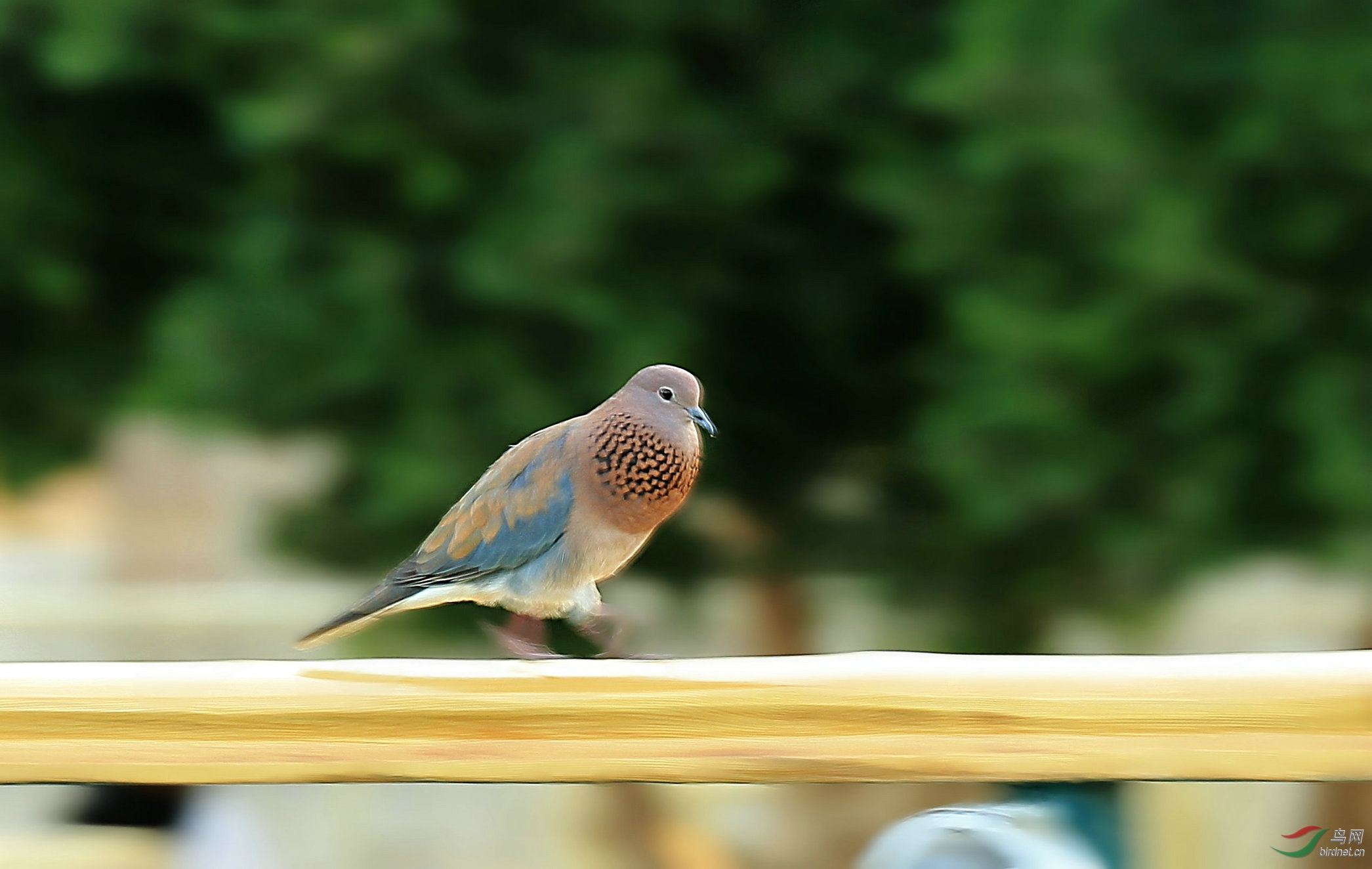 栏杆上起舞的棕斑鸠
