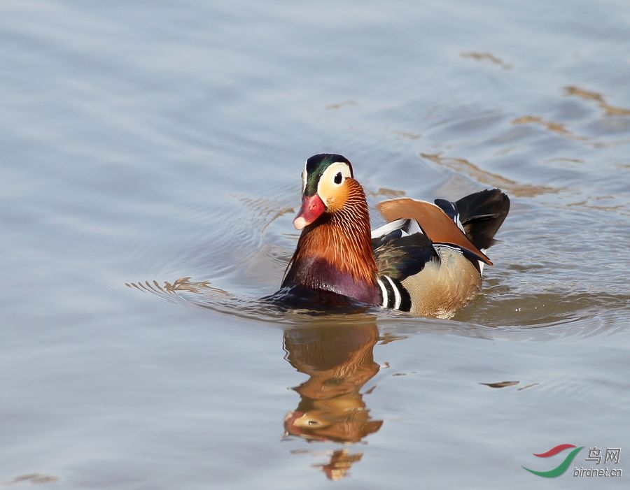 今天下午牡丹江中近拍鸳鸯公