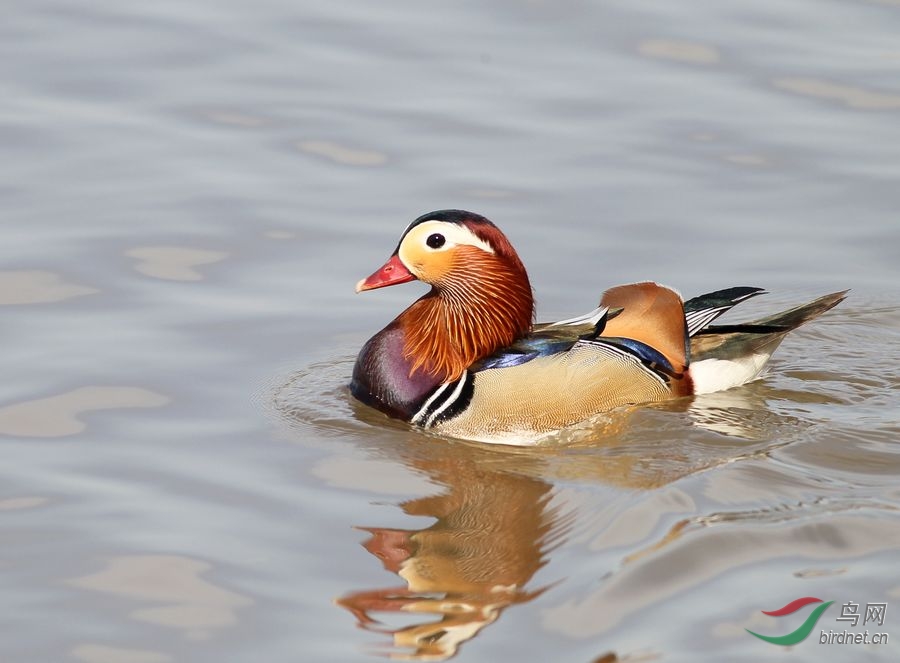 近拍牡丹江里的雌雄鸳鸯