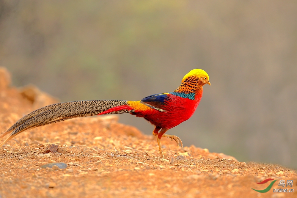 红腹锦鸡祝云南版成立