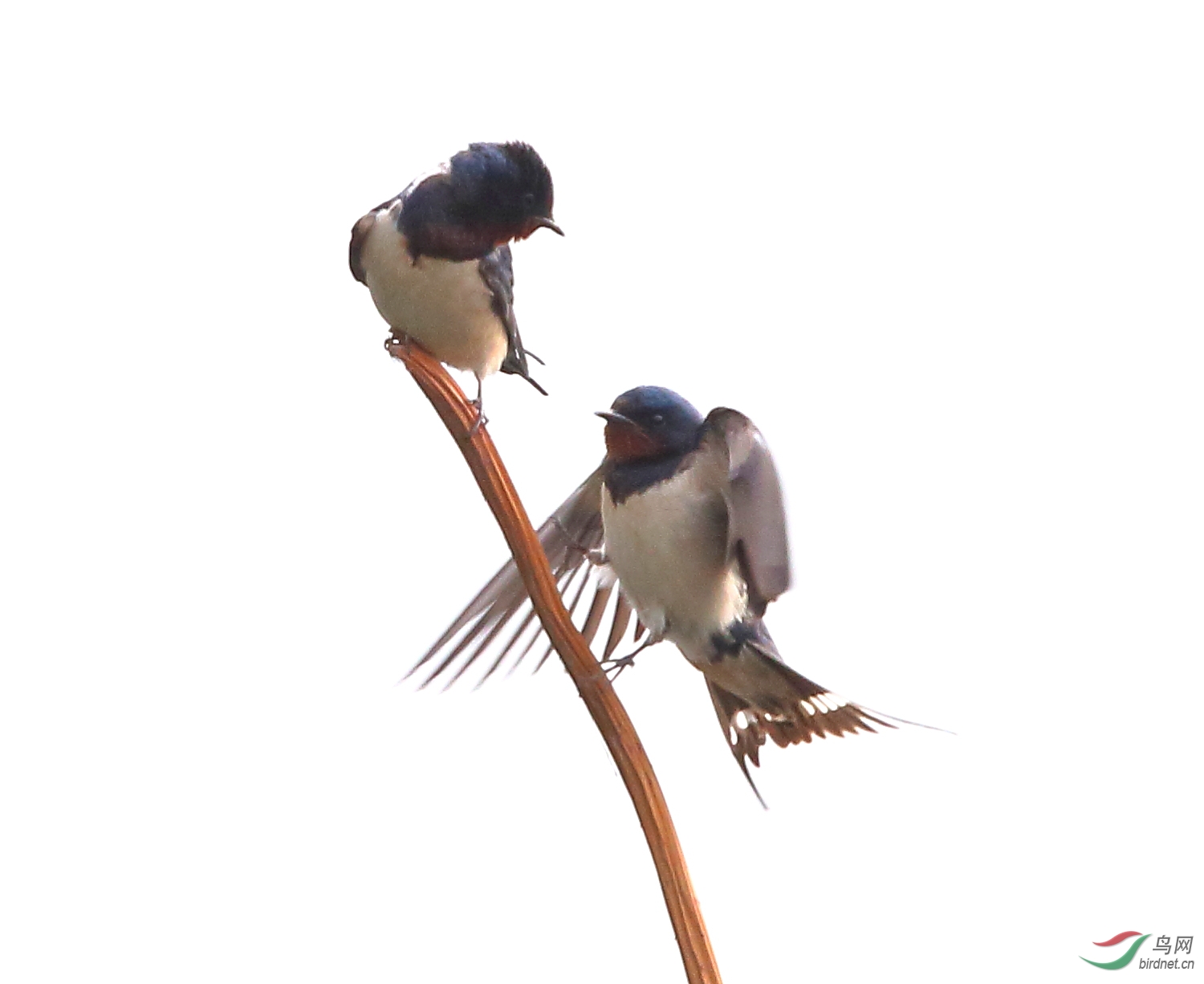 白纸逆光画金燕 -----难忘的学知,认知,触知! - 鸟网文化 鸟网