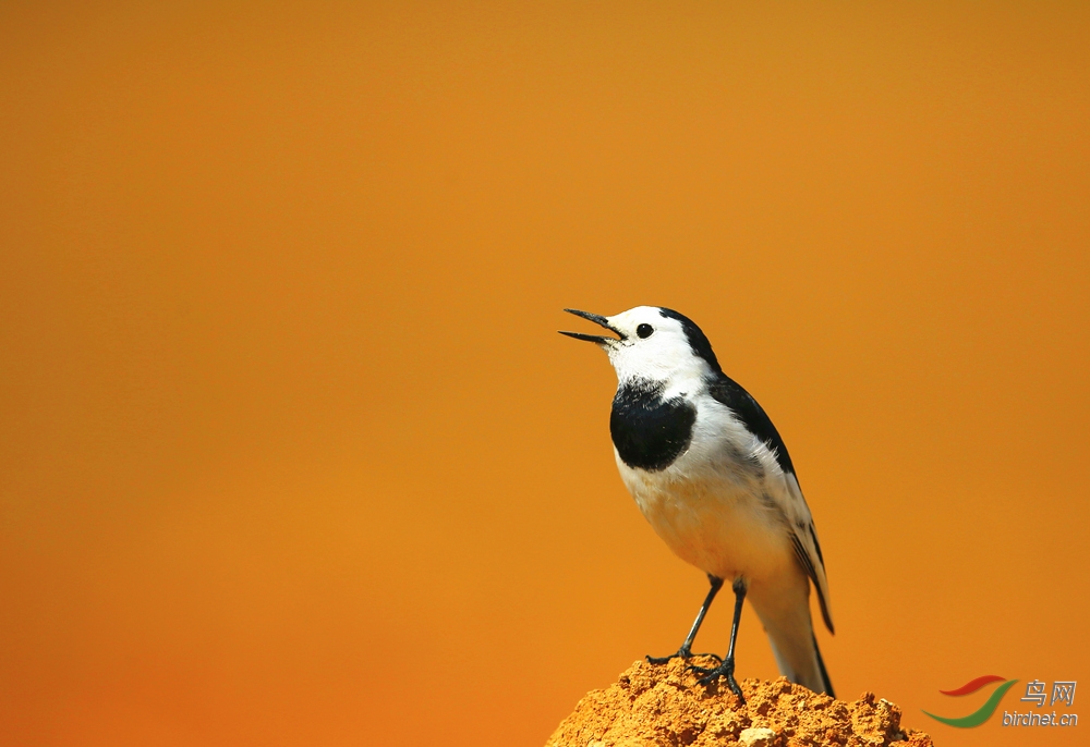 白鹡鸰 - 河南版 henan 鸟网