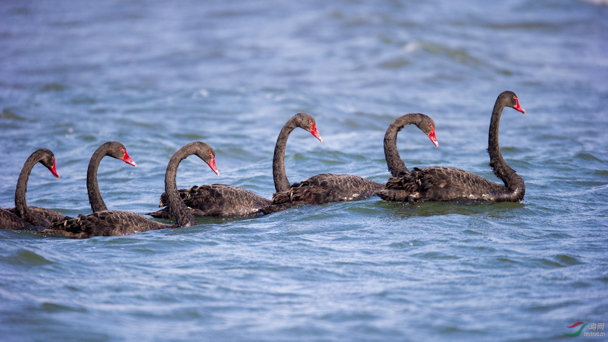 秦皇岛山海关石河南岛海域首次发现六只黑天鹅