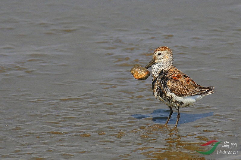 鹬蚌相争(求鸟名)