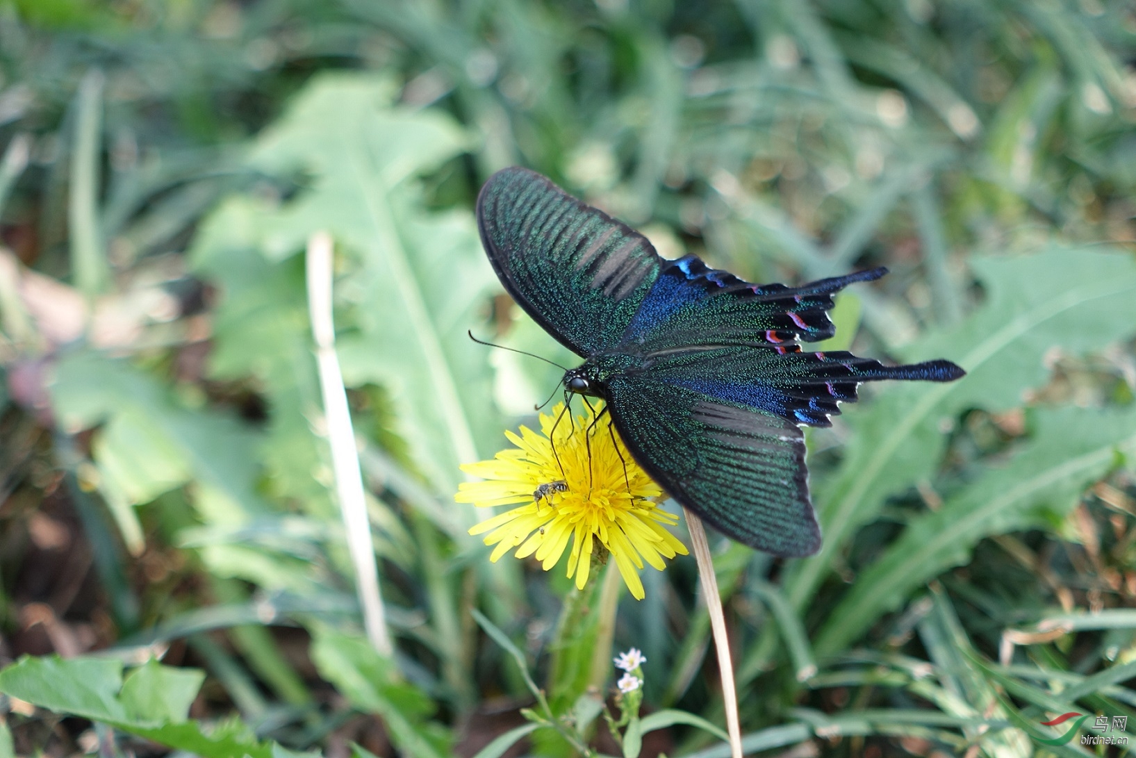 新鸳鸯蝴蝶梦鸳鸯于动物园拍摄