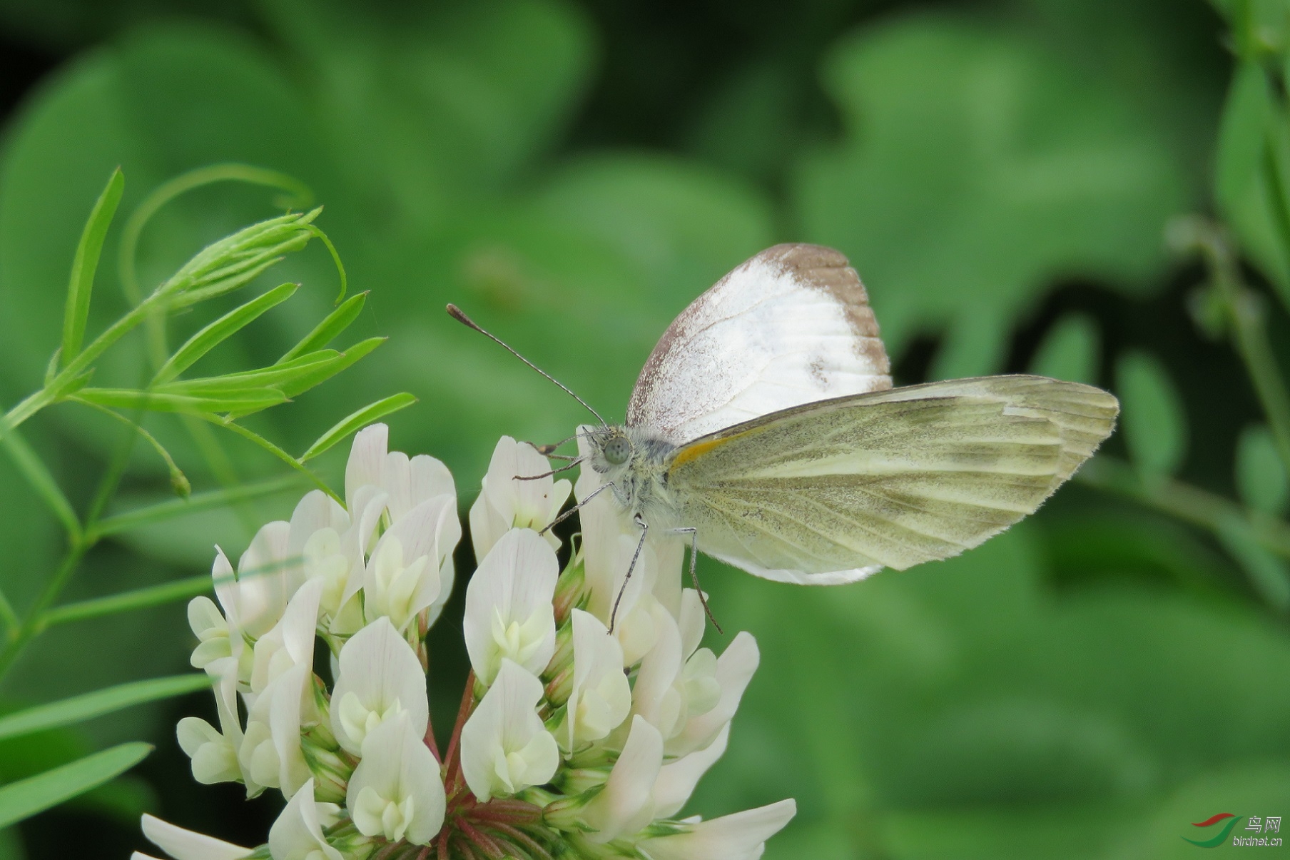 新鸳鸯蝴蝶梦鸳鸯于动物园拍摄