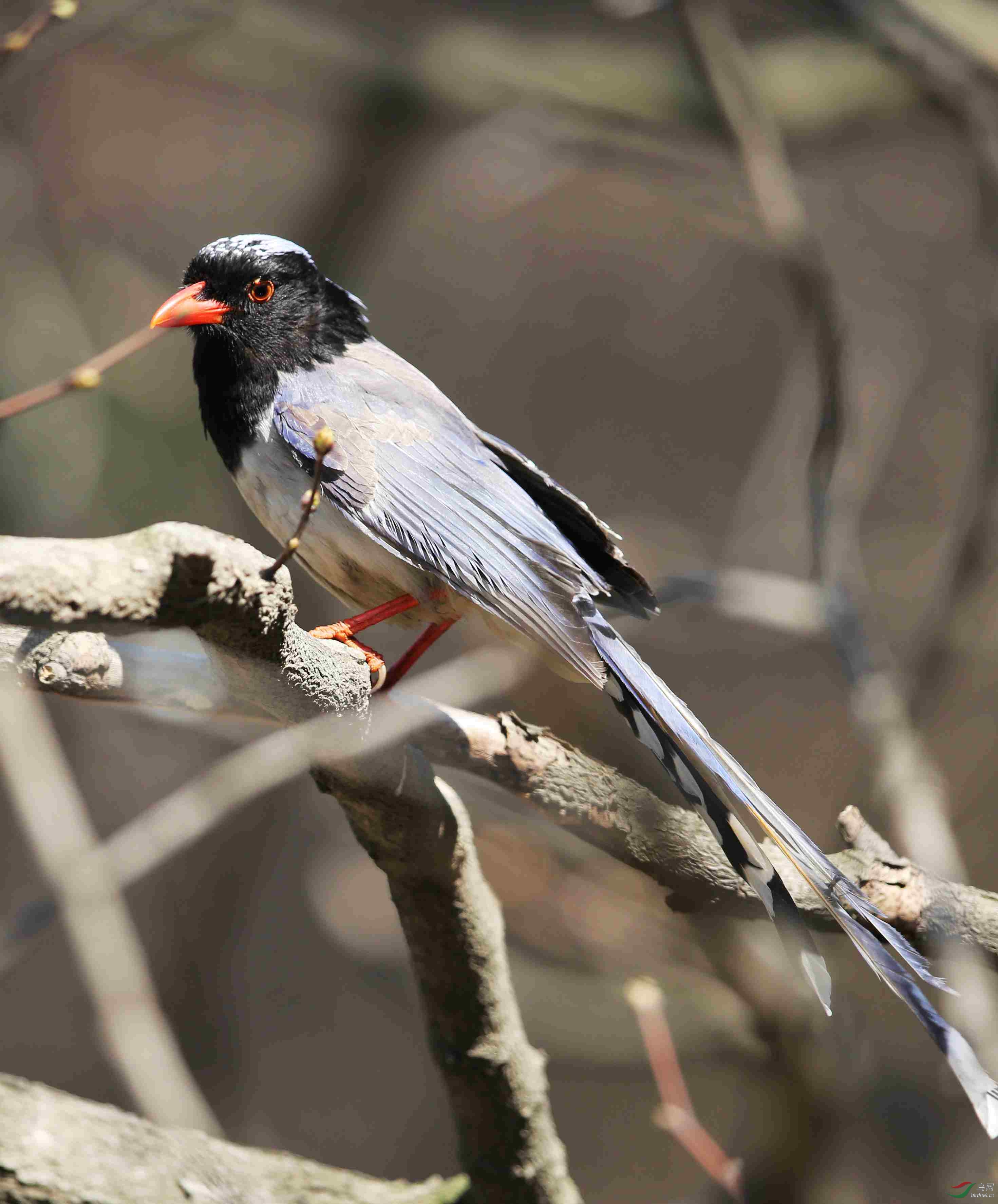 红嘴蓝尾鹊