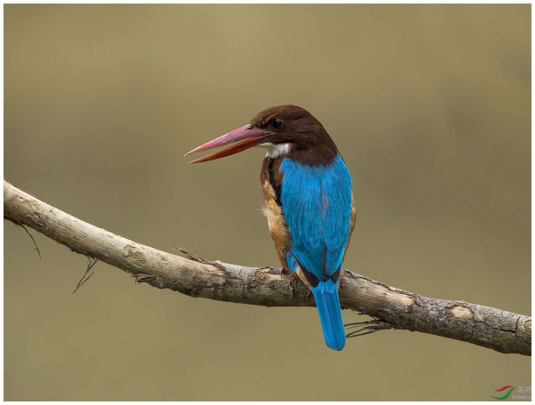 (白胸翡翠)~~~白胸翠鸟