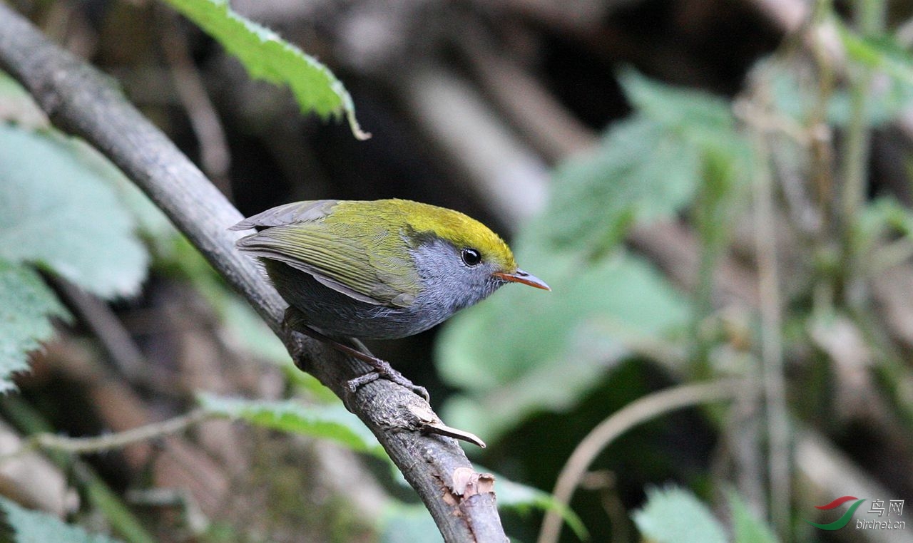 金冠地莺金冠地莺tesiaolivea