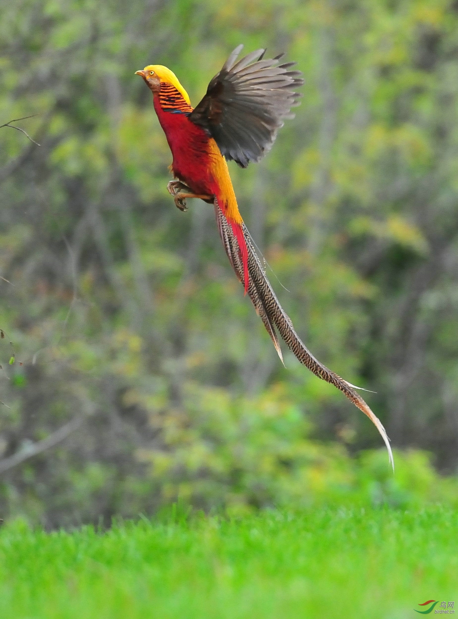 泉水湾的红腹锦鸡