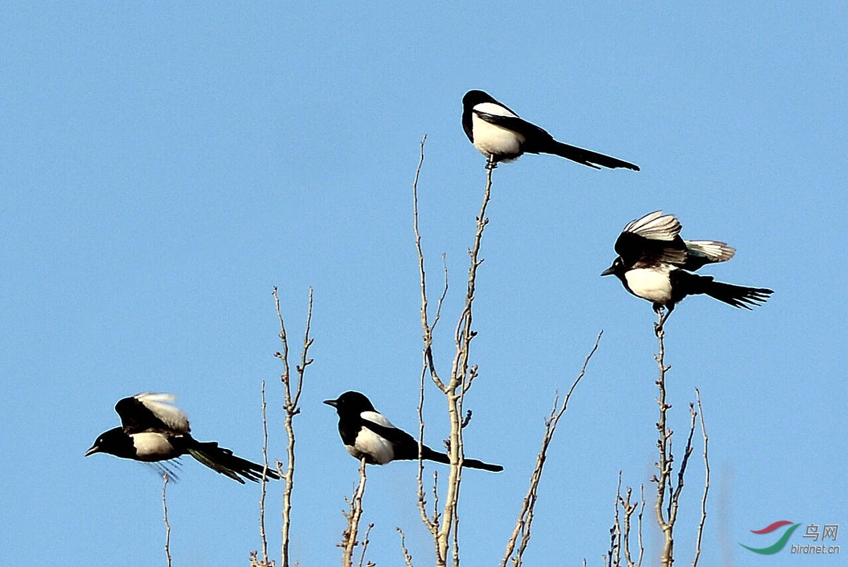 江边树林中的花喜鹊