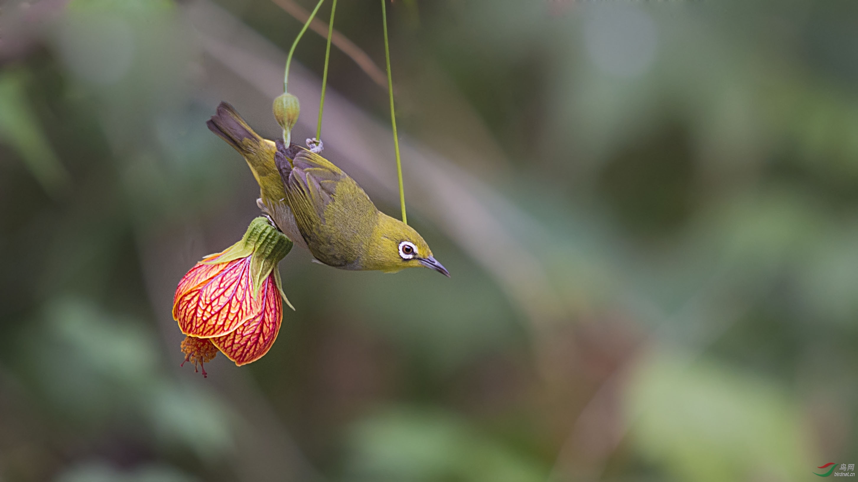 绵阳热捧的绣眼戏灯笼
