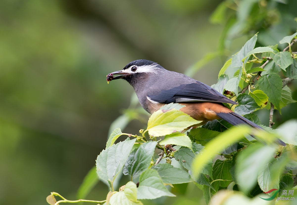 白耳画眉 - 云南版 yunnan 鸟网