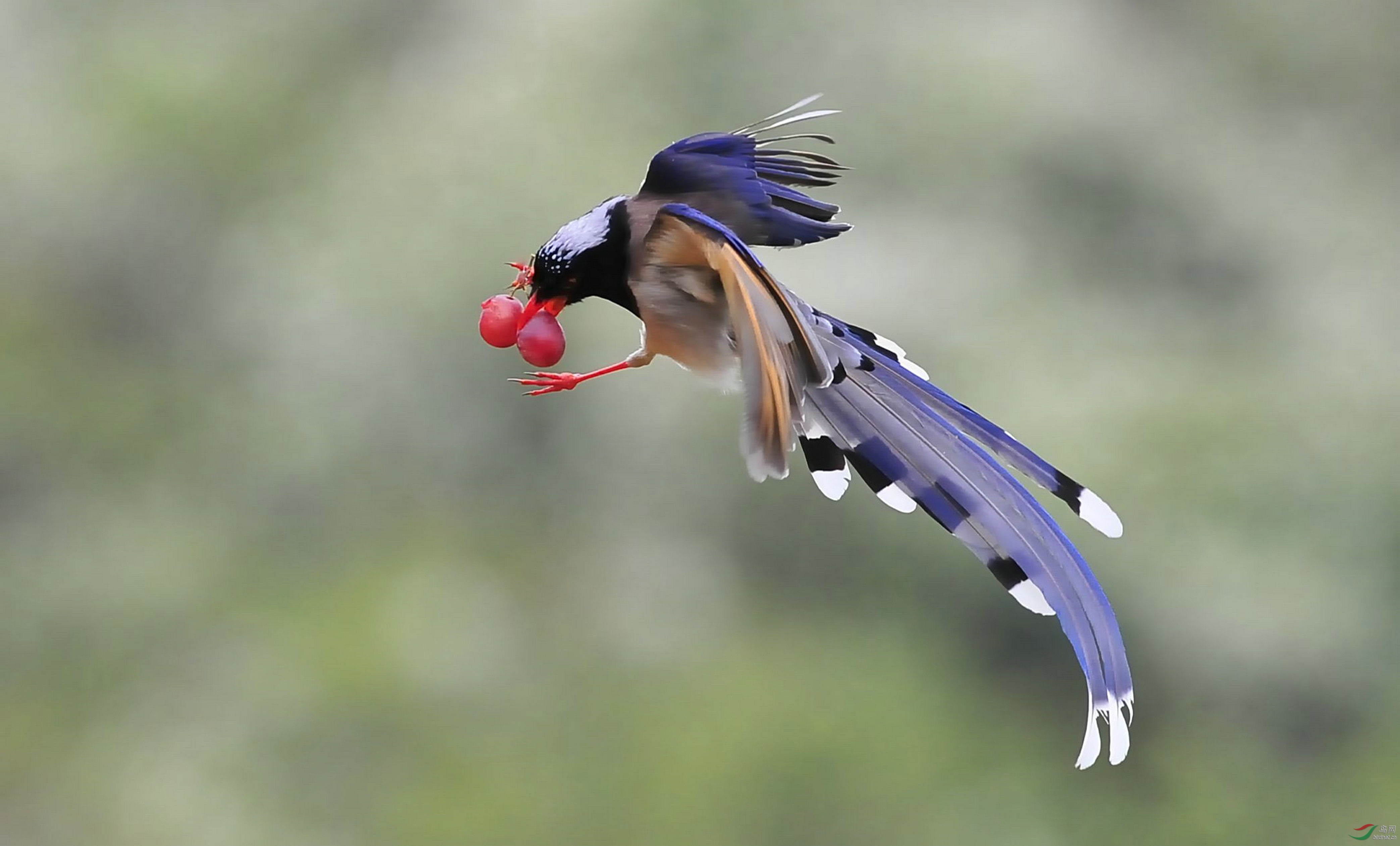 泉水湾的红嘴篮尾鹊