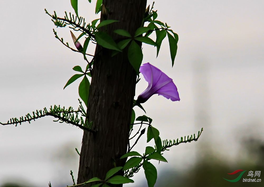 牵牛花
