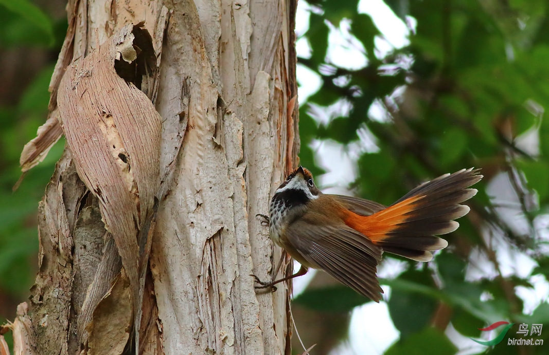 Y-rufous fantail1_���˺�_����.jpg