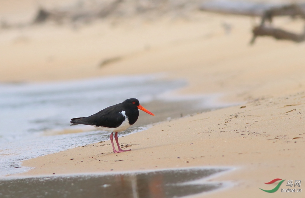 J-Y-au pied oystercatcher_���˺�_����.jpg