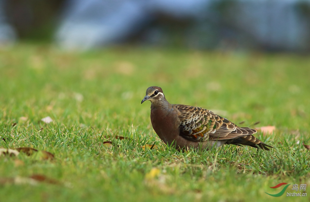 Y-common bronzewing_���˺�_����.jpg